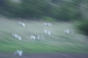 african_sacred_ibis (2)